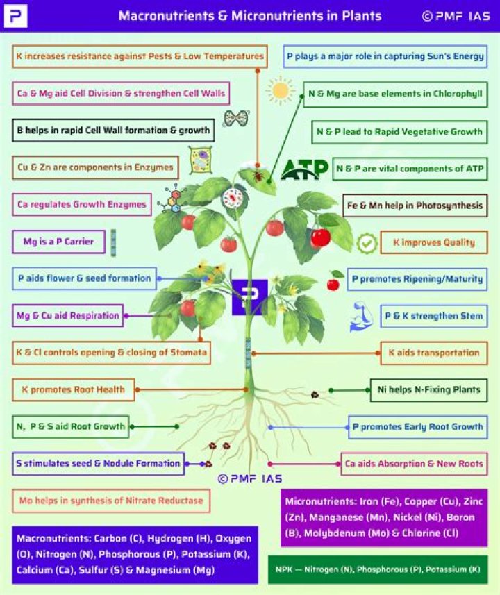 The Essential Nutrients and Water Requirements for Spider Plants: A Comprehensive Guide