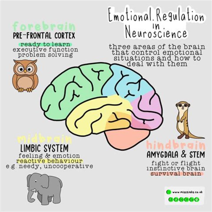 Understanding Jelly Bean Brainss: Unlocking the Mysteries of the Human Mind